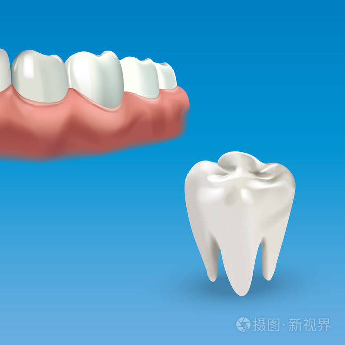 人类的咀嚼面和牙
