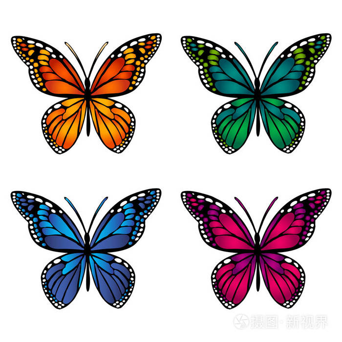 色彩艳丽的蝴蝶，在白色背景上