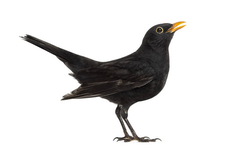黑鸟常见图片