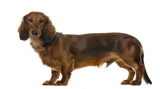 腊肠犬小狗,白色,6 个月大一个孤立的侧视图照片