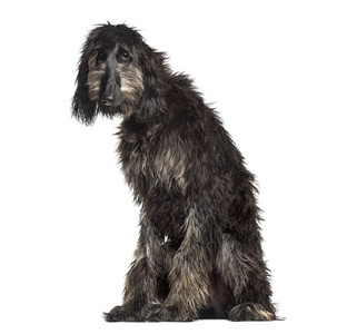 白色阿富汗猎犬图片