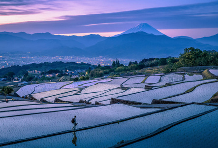 旅游走在日本的稻米梯田图片