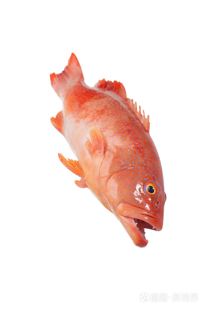 赤点石斑鱼的特写镜头