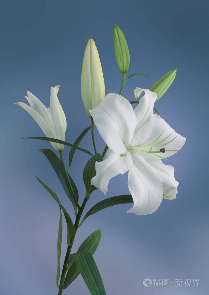 在蓝色背景上的白色百合花