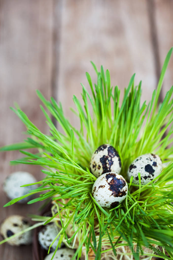 复活节鹌鹑蛋在新鲜绿色草地上木制的背景上