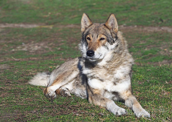狗的品种西西伯利亚莱卡在草坪上