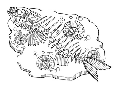 鱼的骨架结构图简笔画图片