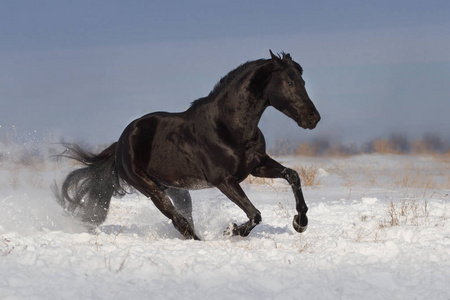 在雪中的黑马照片