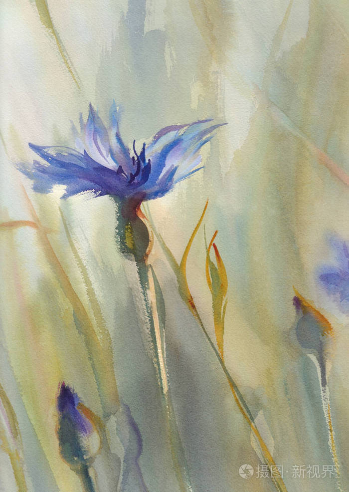 矢车菊在绿色背景水彩