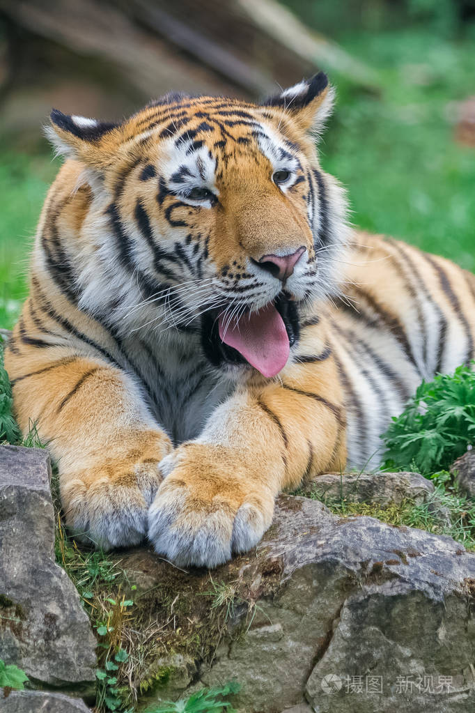 年轻的孟加拉虎