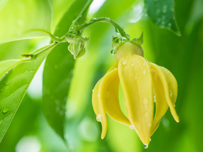 依兰花树照片