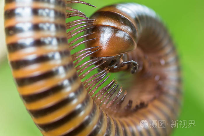 千足虫有几条腿