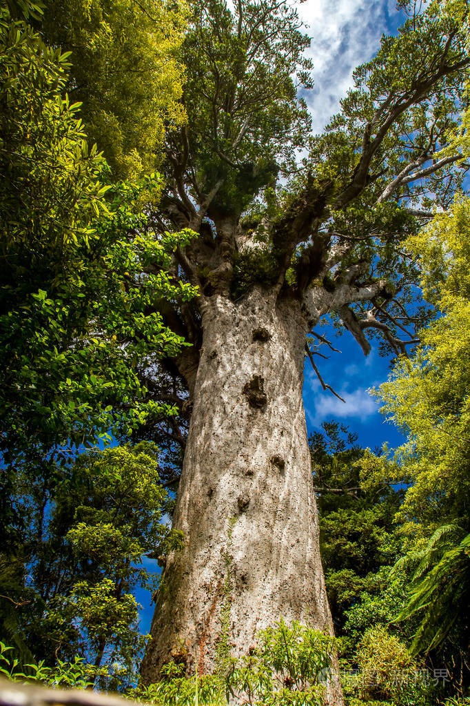 在北岛的贝壳杉树