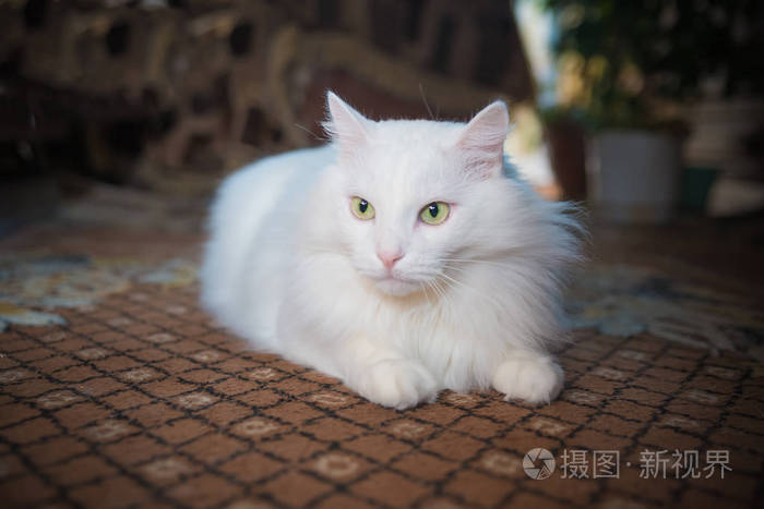 白色的猫品种波斯安哥拉