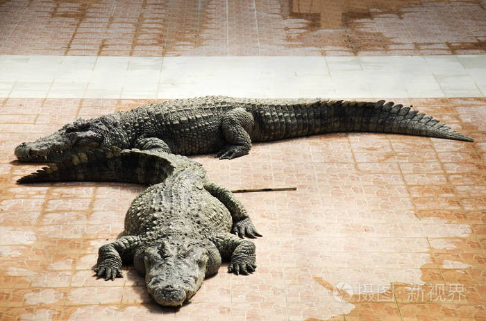 鳄鱼睡觉和休息在公园的布恩boraphetpu