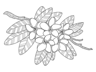 鸡蛋花矢量图片