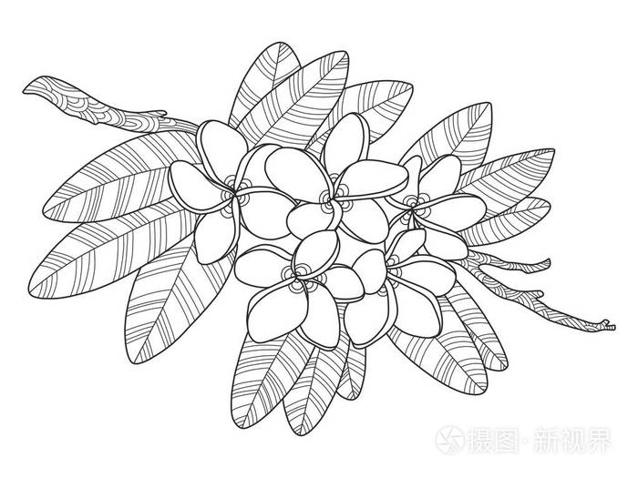 鸡蛋花着色书矢量图插画 正版商用图片1rtavt 摄图新视界