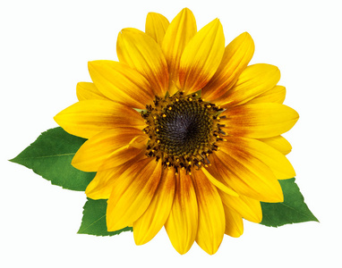 孤立在白色背景上的亮黄色向日葵照片