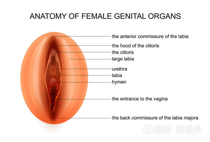女性生殖器官的解剖插画 正版商用图片1rte4w 摄图新视界