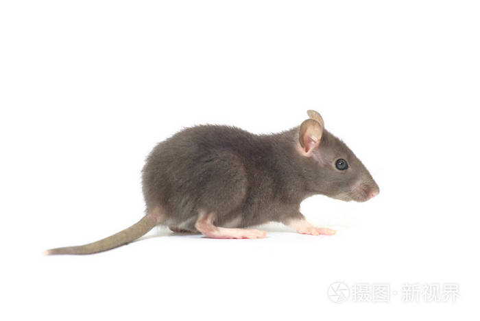 可爱的灰色老鼠