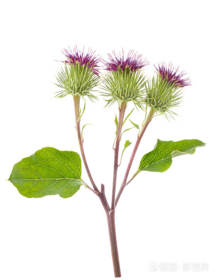 更大的牛蒡花照片 正版商用图片1rtmp3 摄图新视界 更大的牛蒡花照片 正版商用图片1rtmp3 摄图新视界