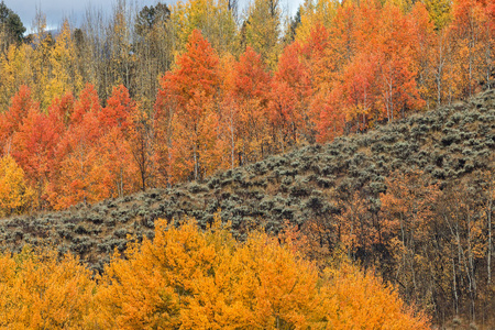 白杨小树林在秋天图片