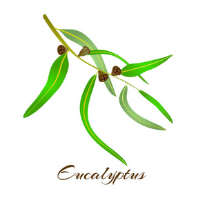 蓝胶树桉树的树叶和种子照片