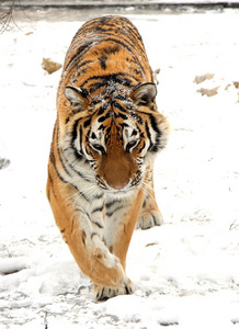 东北虎在冬天图片