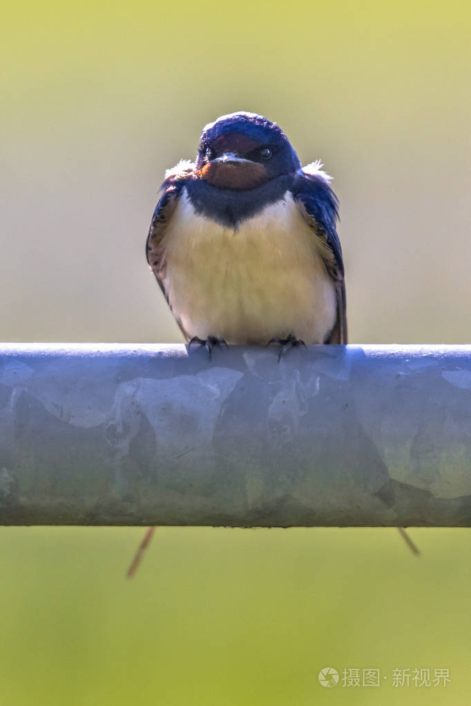 正面视图第二代的燕子栖息在金属管上