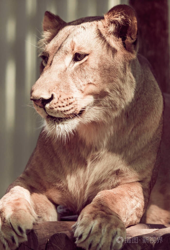 说谎的母狮特写