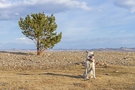 在湖岸的贝加尔湖清楚晴天旁边一棵孤独的树在春季甜日本秋田犬狗照片