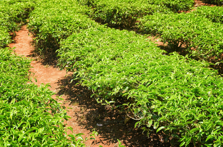 在茶园风景明亮绿色茶树丛图片