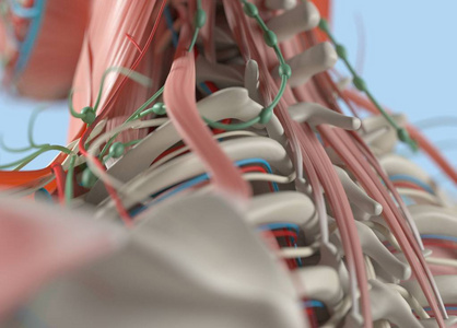 人体胸腔解剖图片