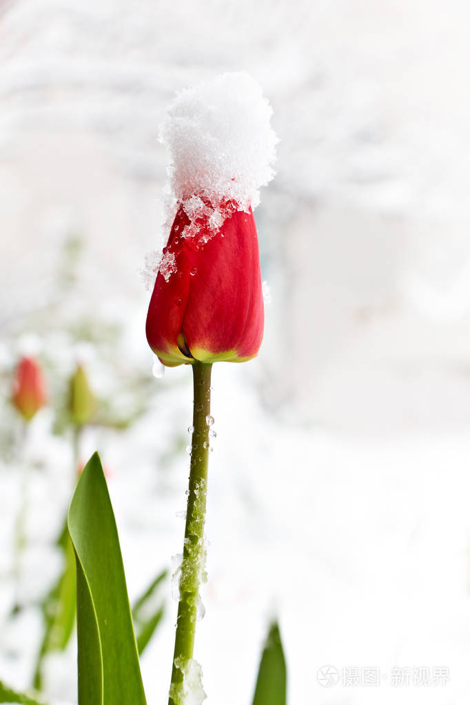 在雪地里的郁金香在花上是一顶帽子雪做的