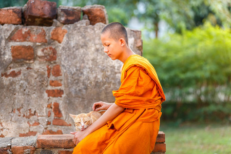 沙弥小沙弥古庙在大城府,泰国的猫猫照片