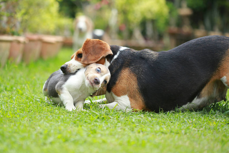 成年狗比格犬图片