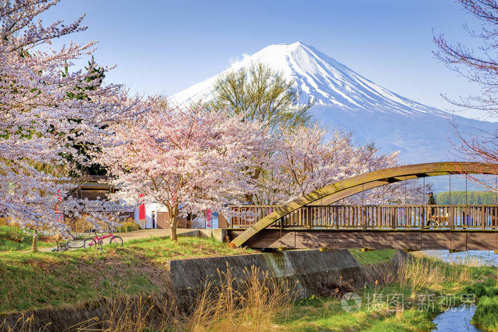 樱花和富士山背景在春天在河口湖,日本桥