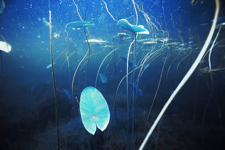 特写海底海藻和珊瑚水彩手绘无缝水平边框绿蓝色水藻海藻.