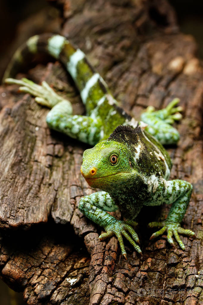 在斐济岛上的斐济冠的鬣蜥brachylophusvitiensis