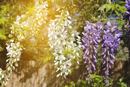 盛开的蓝色和白色的紫藤藤蔓图片