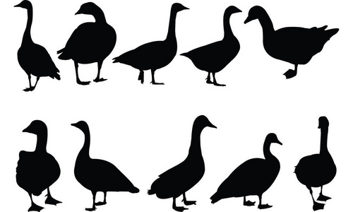 鹅的剪影矢量图照片