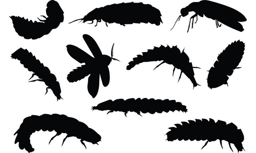 萤火虫的剪影矢量图照片