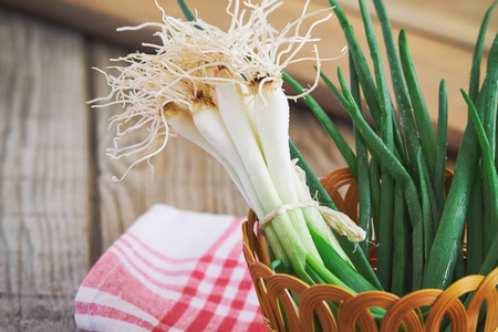 新鲜的葱根两端插画