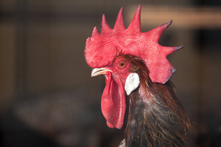 棒球帽, 运动生物领域公鸡的特写镜头鸡头,农场里的公鸡特写镜头公鸡