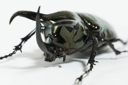 独角兽甲虫犀牛甲虫 chalcosoma 高加索,犀牛甲虫, 独角兽甲虫, 角