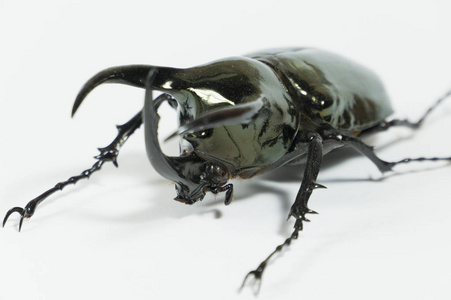 独角兽甲虫图片