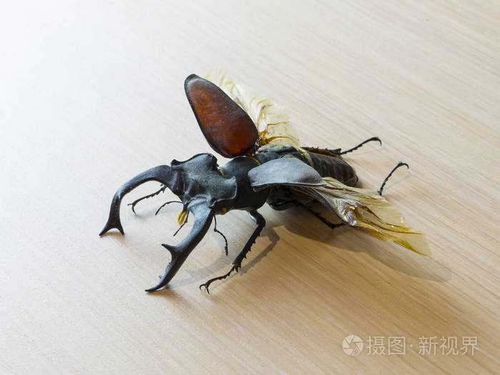 lucanus鹿鹿甲虫理顺