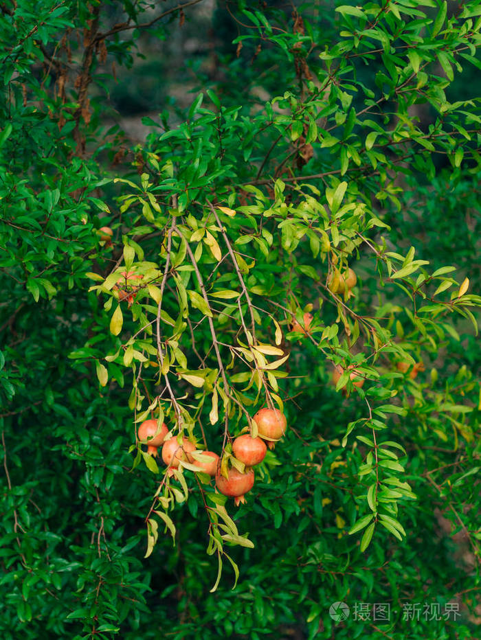 红色成熟的石榴树上在montenegr中的石榴树
