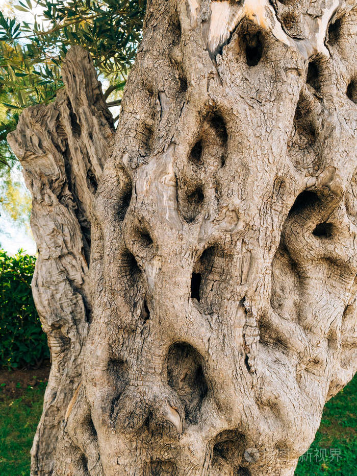 特写镜头的橄榄树的树干橄榄和gard