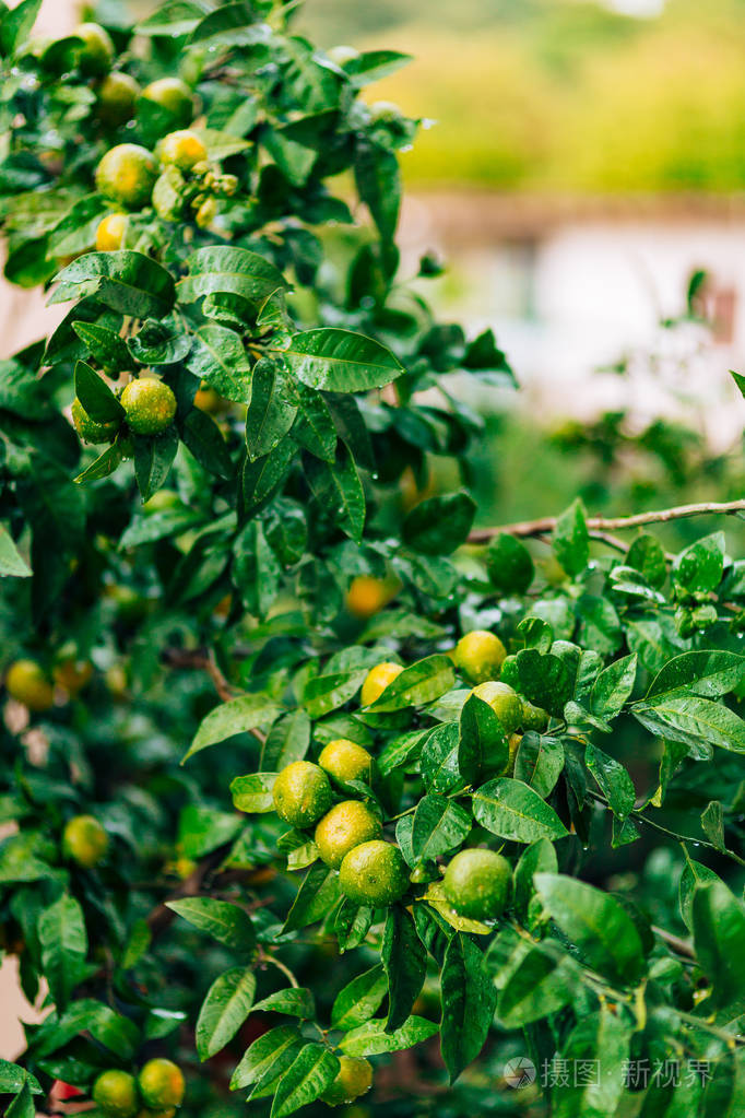 在树上成熟的橘子黑山普通话的树木何俊仁议员